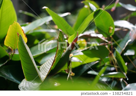 Heliconia psittacorum Parrot Heliconia Plant Close Up 138254821