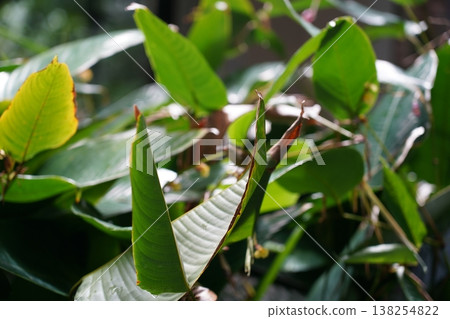 Tropical Leaves and Small Bird in Natural Setting 138254822