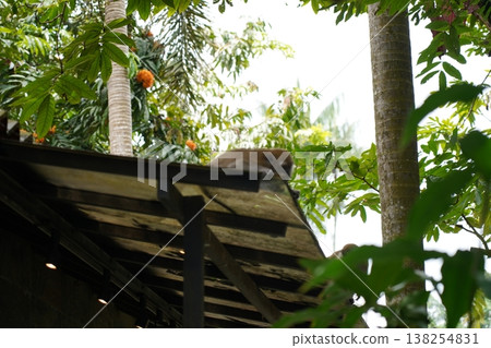 Monkey Relaxing on Roof in Tropical Setting 138254831