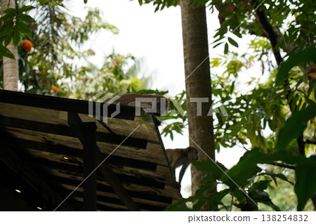 Monkeys Resting in a Tropical Forest Canopy Monkeys Resting in a Tropical Forest Canopy 138254832
