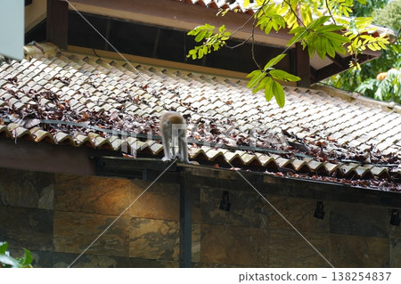 Monkey on Roof with Tropical Leaves 138254837