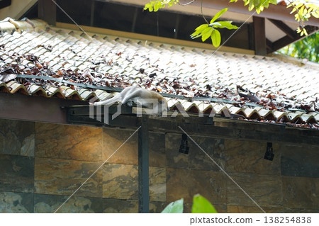 Monkey Lounging on Roof at Tropical Building Structure Monkey Lounging on Roof at Tropical Building Structure 138254838