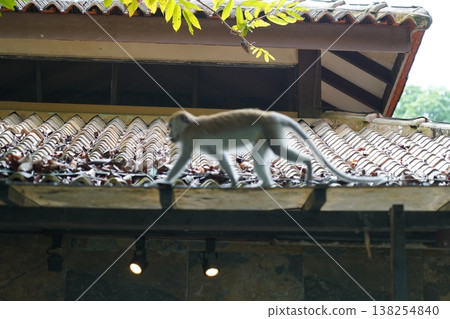 Monkey on a Tiled Roof in Southeast Asia Monkey on a Tiled Roof in Southeast Asia 138254840