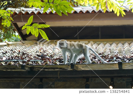 Monkey on a Tiled Roof Animal Portrait Monkey on a Tiled Roof Animal Portrait 138254841