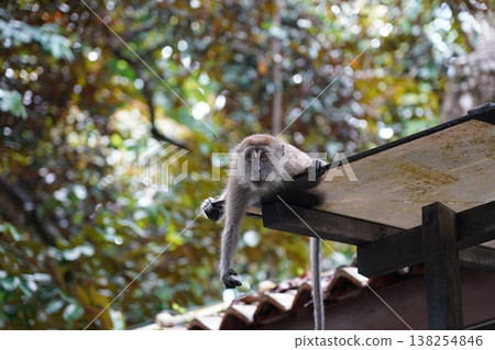 Monkey on Roof Relaxing in the Jungle Wildlife 138254846