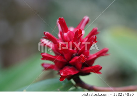 Beautiful Scarlet Spiral Ginger Flower Close Up Beautiful Scarlet Spiral Ginger Flower Close Up 138254850