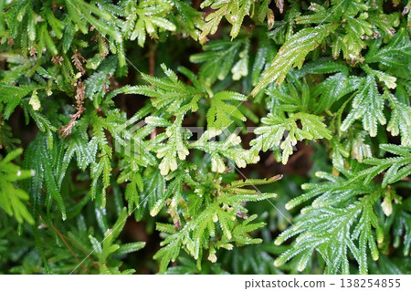 Green Selaginella Plant Close Up Nature Photography Green Selaginella Plant Close Up Nature Photography 138254855