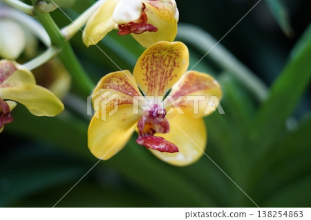 Yellow Ascocenda Orchid Blossom Close Up 138254863