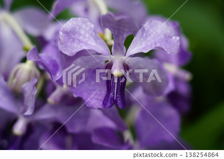 Vanda Orchid Purple Flower Close Up Photography 138254864