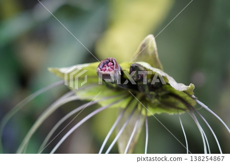 Bat Flower Bloom With Long Whiskers Tacca chantrieri Bat Flower Bloom With Long Whiskers Tacca chantrieri 138254867
