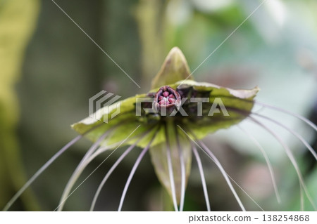 Exotic Bat Flower Blossom Close Up Shot Exotic Bat Flower Blossom Close Up Shot 138254868