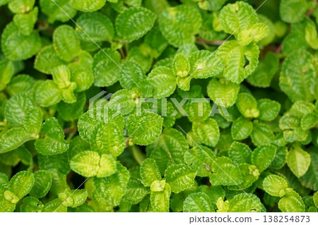 Creeping Charlie Ground Cover Close Up Green Leaves Creeping Charlie Ground Cover Close Up Green Leaves 138254873