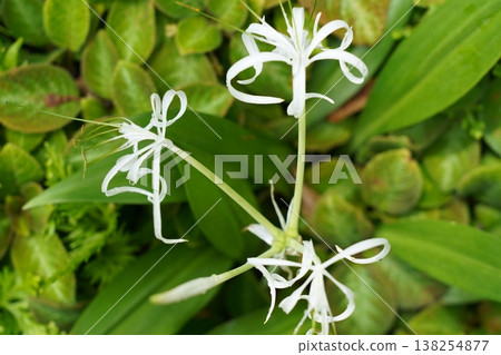 Crinum Lily Blossoms in Lush Green Foliage 138254877