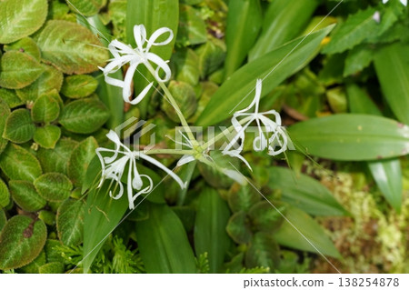 Tropical Spider Lily Blooms in Lush Green Garden Tropical Spider Lily Blooms in Lush Green Garden 138254878