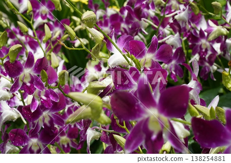 Beautiful Purple and White Dendrobium Orchid Flowers Beautiful Purple and White Dendrobium Orchid Flowers 138254881