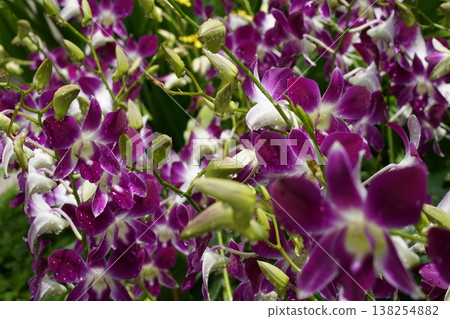 Purple and White Dendrobium Orchid Flowers Purple and White Dendrobium Orchid Flowers 138254882
