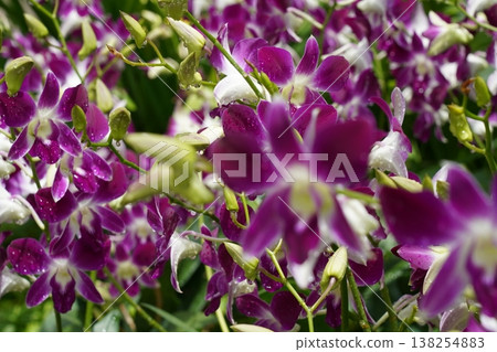 Purple and White Orchid Flowers in Bloom Close Up Purple and White Orchid Flowers in Bloom Close Up 138254883