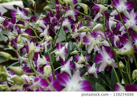 Purple and White Dendrobium Orchid Flowers Purple and White Dendrobium Orchid Flowers 138254886