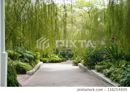 Path Through Lush Green Garden with Weeping Willow Trees 138254899