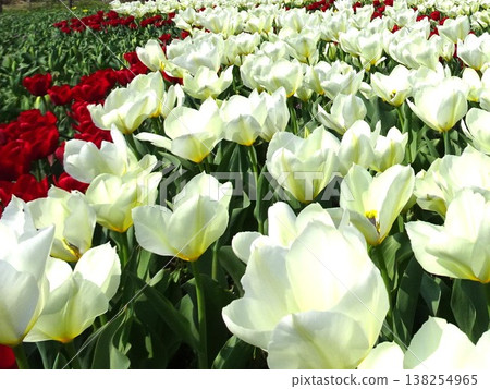 Spring flowers 138254965