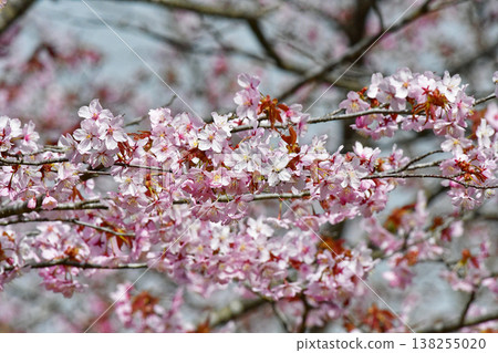 Flowers: Cherry blossoms, Ezo cherry blossoms 138255020