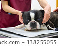 Mighty, the Boston Terrier, during his checkup. 138255055