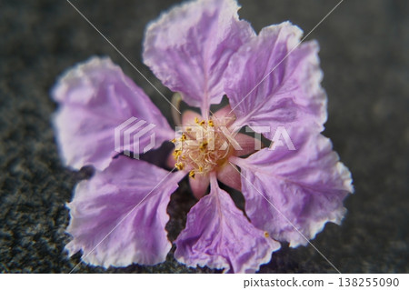 Beautiful Lagerstroemia Flower Macro Close Up View Beautiful Lagerstroemia Flower Macro Close Up View 138255090
