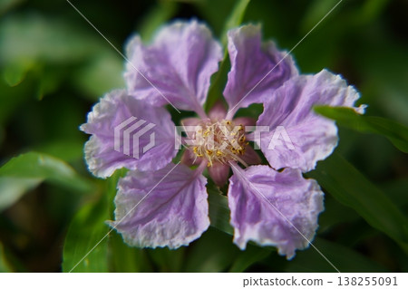 Lagerstroemia Indica Flower Bloom Purple and White Petals 138255091