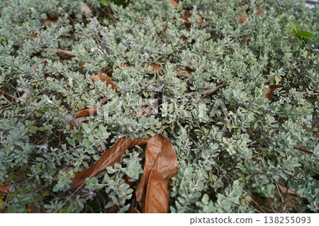 Green Leucophyllum frutescens with Brown Leaves Ground Green Leucophyllum frutescens with Brown Leaves Ground 138255093