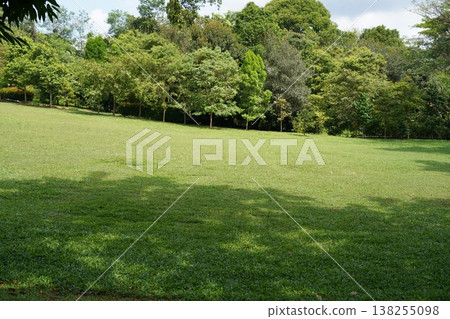 Lush Green Lawn and Trees Landscape Photography Lush Green Lawn and Trees Landscape Photography 138255098