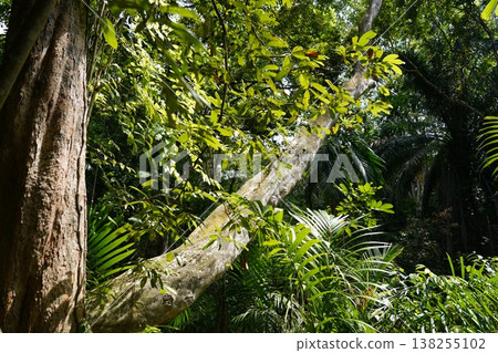 Lush Tropical Forest Scene with Diverse Plant Life 138255102