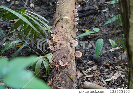Fungi on Decaying Wood in Forest Ecosystem 138255103