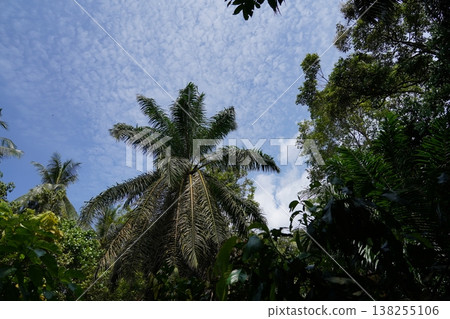Palm Tree Canopy Against a Bright Blue Sky Palm Tree Canopy Against a Bright Blue Sky 138255106