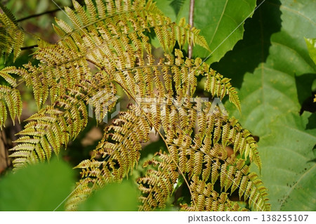 Closeup of a Fern Plant in Natural Light 138255107