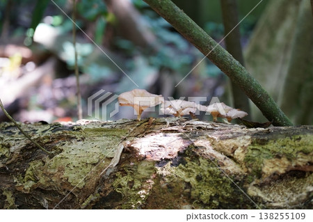 Mushrooms Growing on Tree Trunk Outdoors Nature Scene Mushrooms Growing on Tree Trunk Outdoors Nature Scene 138255109
