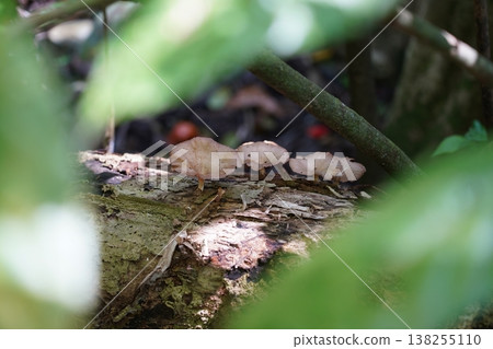 Delicate Mushrooms on a Fallen Log Woodland Scene Delicate Mushrooms on a Fallen Log Woodland Scene 138255110