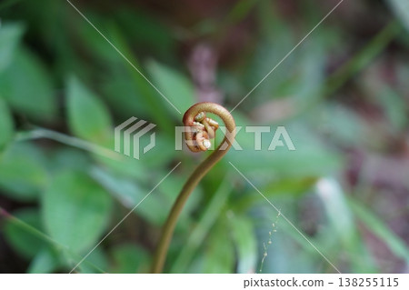 Unfurling Fern Frond in a Lush Green Setting Unfurling Fern Frond in a Lush Green Setting 138255115