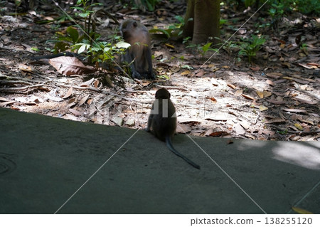 Monkeys in Natural Habitat Monkeys on the Ground 138255120