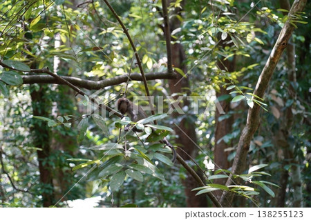 Monkey in the Jungle Primate Wildlife Nature Scene Monkey in the Jungle Primate Wildlife Nature Scene 138255123