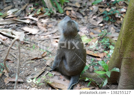 Monkey Sitting in Forest Environment Wildlife Photography Monkey Sitting in Forest Environment Wildlife Photography 138255127