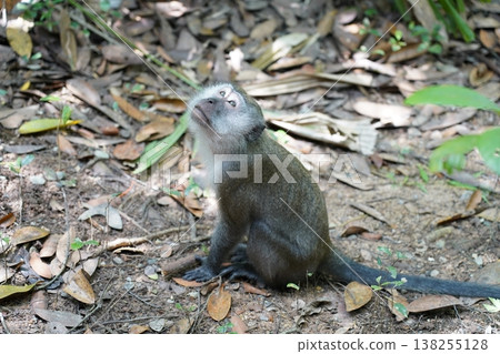 Monkey Looking Up Macaque Macaca fascicularis Monkey Looking Up Macaque Macaca fascicularis 138255128