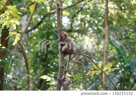 Monkeys Climbing in a Lush Green Forest 138255132