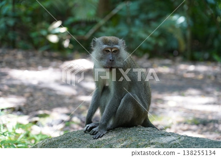 Long Tailed Macaque Monkey Portrait Wildlife Shot 138255134