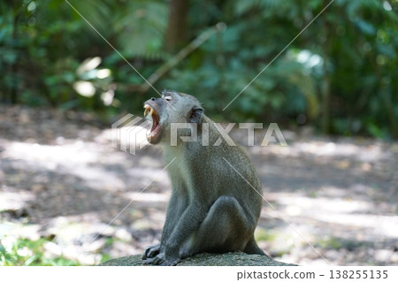 Monkey Yawning in Natural Habitat Portrait 138255135
