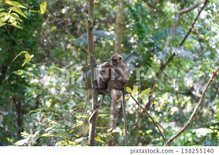 Mother and Baby Macaque Monkey in a Forest Setting Mother and Baby Macaque Monkey in a Forest Setting 138255140