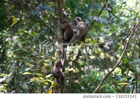 Macaque Monkeys in Natural Habitat Tropical Forest Macaque Monkeys in Natural Habitat Tropical Forest 138255141