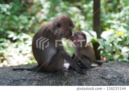 Mother Macaque and Baby Monkey Affectionate Moment Mother Macaque and Baby Monkey Affectionate Moment 138255144