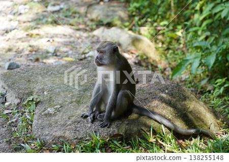 Long Tailed Macaque Sitting on a Rock Wildlife Long Tailed Macaque Sitting on a Rock Wildlife 138255148