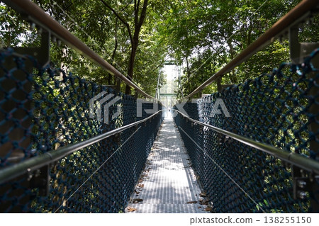 Walkway in the Canopy of Trees at MacRitchie Reservoir Walkway in the Canopy of Trees at MacRitchie Reservoir 138255150
