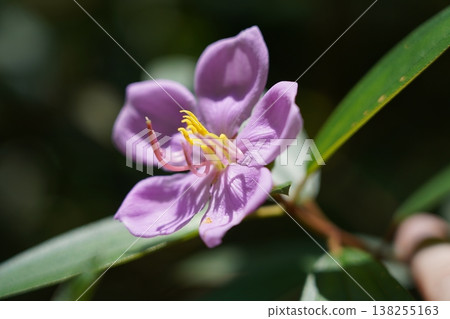 Malabar Melastome Flower Close Up Beautiful Bloom Malabar Melastome Flower Close Up Beautiful Bloom 138255163
